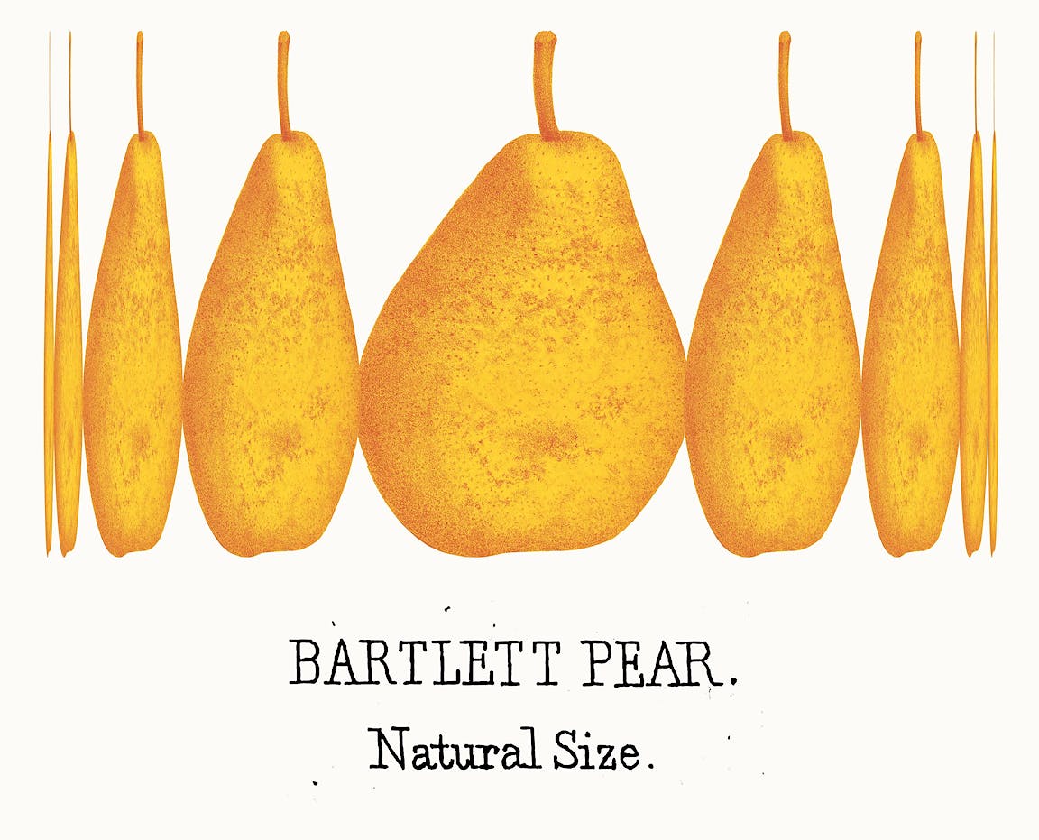 Several yellow pears with text that reads "Bartlett pear."
